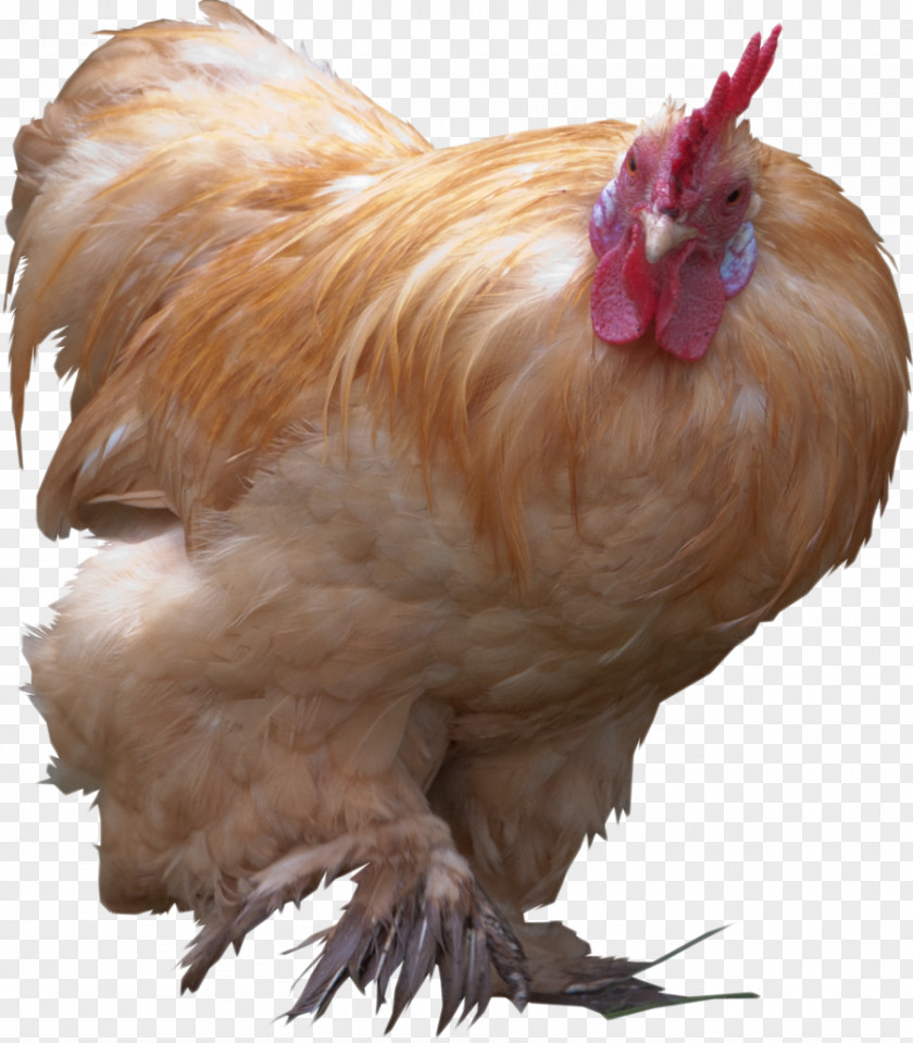 Rooster YouTube Bird Chicken PNG