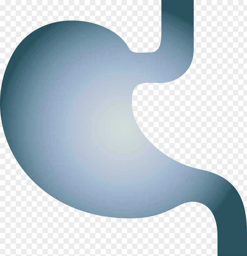 Stomach Organ PNG