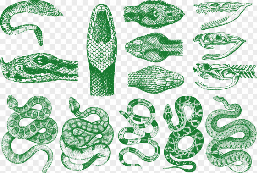 Vector Snake Vipers Pattern PNG