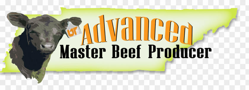 Beef Producer Dairy Cattle Angus Tennessee Beefmaster Calf PNG