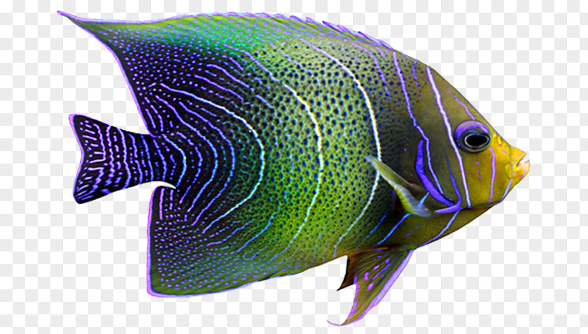 Fish Tropical Coral Reef PNG