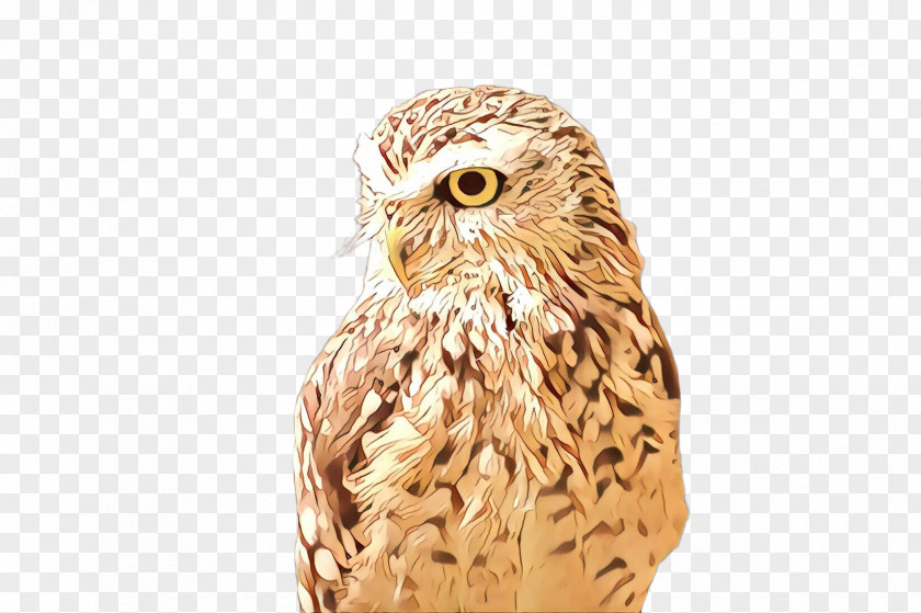 Owl Bird Of Prey Beak Barn PNG