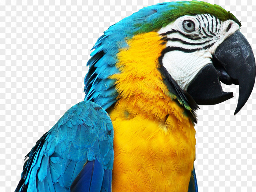 Parrot Bird Budgerigar Blue-and-yellow Macaw PNG