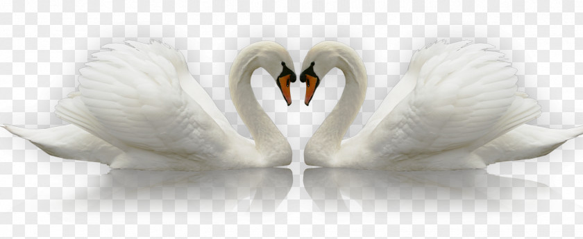 Swan Icon PNG
