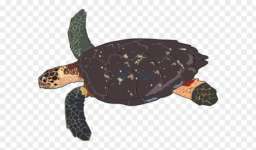 Turtle Loggerhead Sea Hawksbill Leatherback PNG