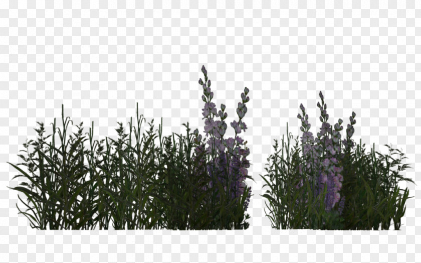 Desert Plants Grass Herbaceous Plant Meadow Lavender PNG