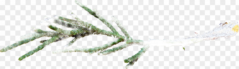 Flat Snow-covered Branch Tree Snow PNG