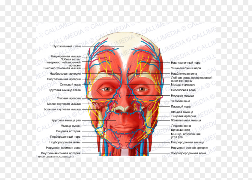 Head Muscles And Neck Anatomy Nerve Human Body Nervous System PNG