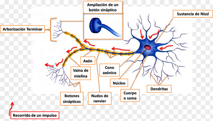 Neurons Nervous Tissue Central System Neuron Peripheral PNG