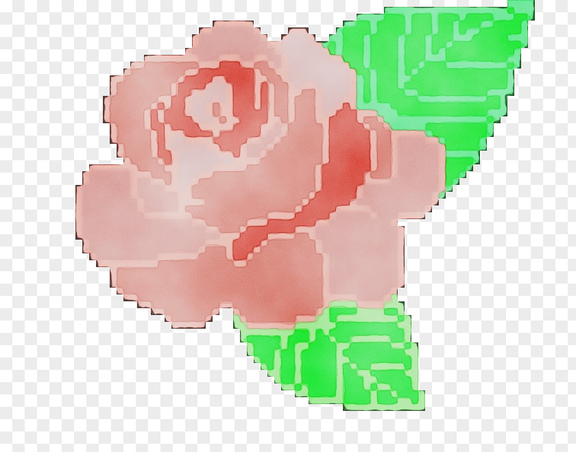 Petal Carnation Rose PNG