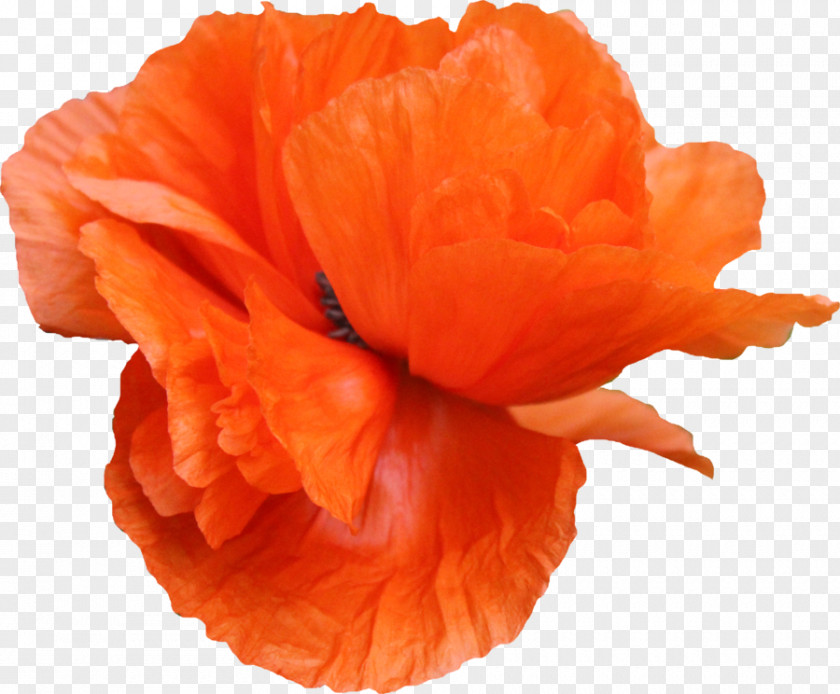 Poppy/ Common Poppy Flower PNG