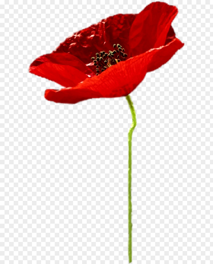 Poppy Flower Clip Art PNG