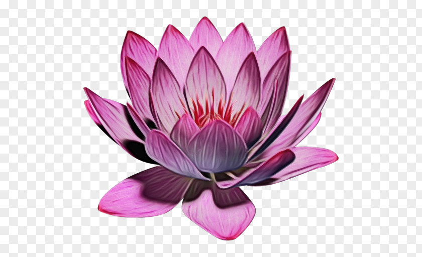 Water Lily Purple Lotus PNG