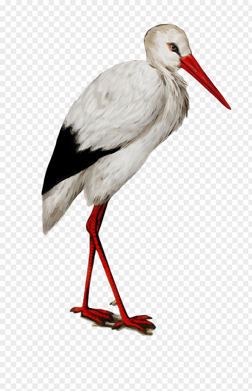 White Stork Birds Giant Panda Alamy Greater Adjutant PNG