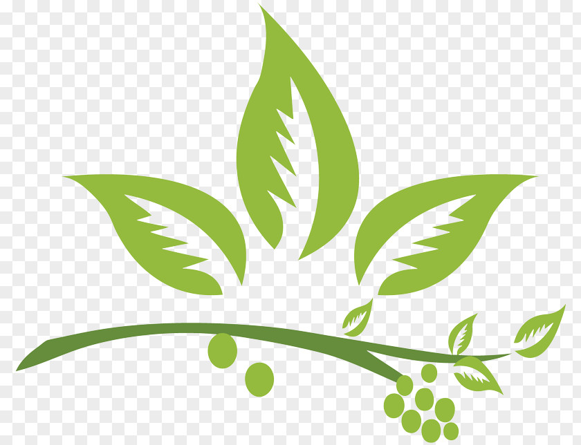 Natural Garcinia Gummi-gutta Dietary Supplement Herb Weight Loss Green Coffee Extract PNG