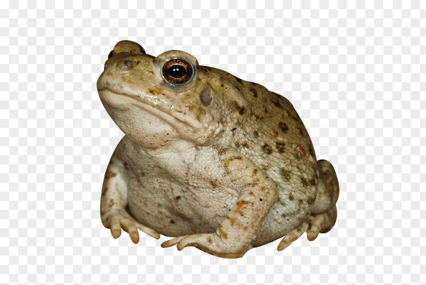 Palpitate Colorado River Toad Aphrodisiac Frog PNG