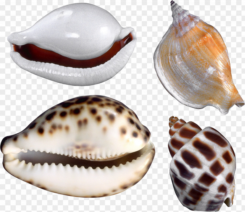 Seashell Cockle Conchology Nautilida PNG