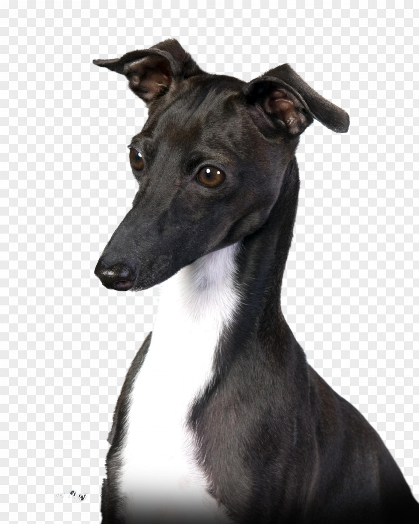 Sugar Italian Greyhound Whippet Spanish Sloughi PNG