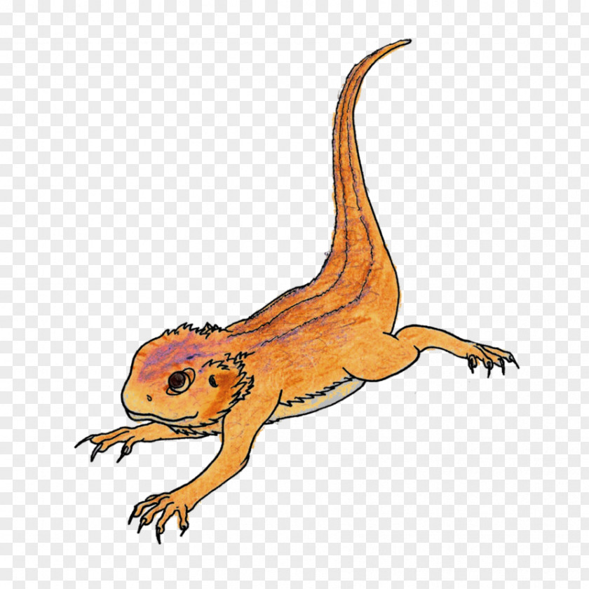 Bearded Dragon Pic Rankins Cartoon Lizard Drawing Illustration PNG