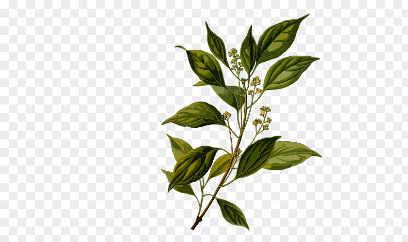 Camphor Tree Ravensara Aromatica Oil PNG