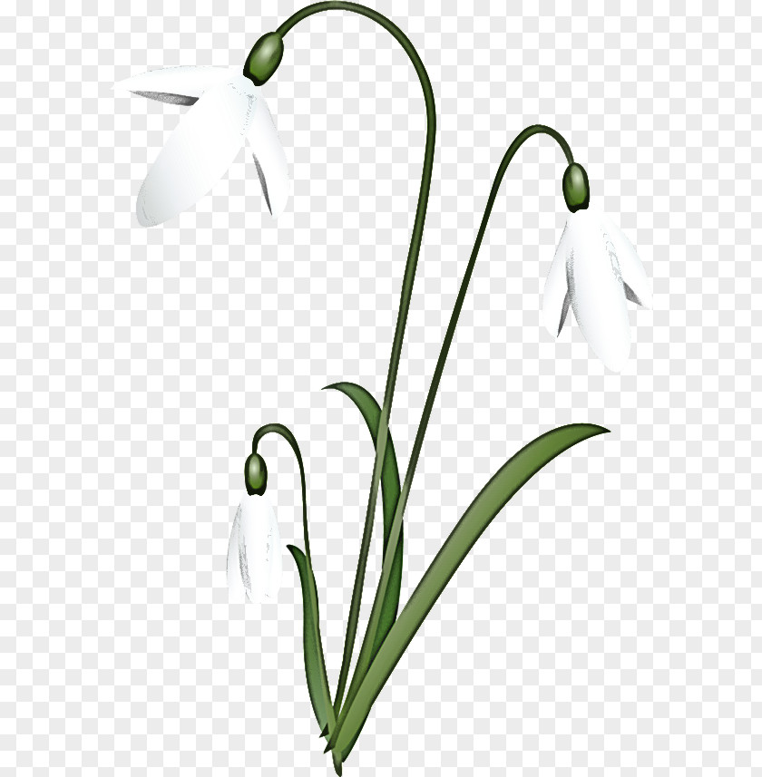 Flower Snowdrop Plant Stem Bud Flora PNG