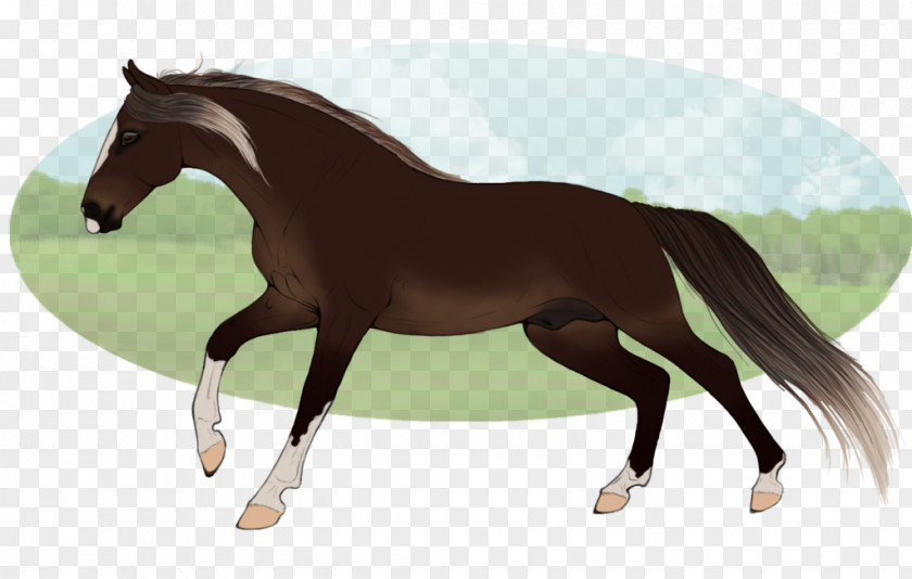 Horse Foal Mane Stallion Pony PNG