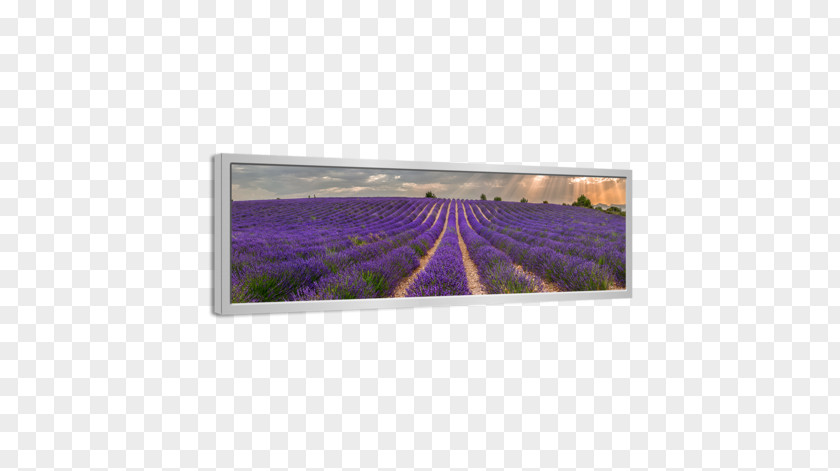 Lavender Field Painting Canvas Rectangle PNG
