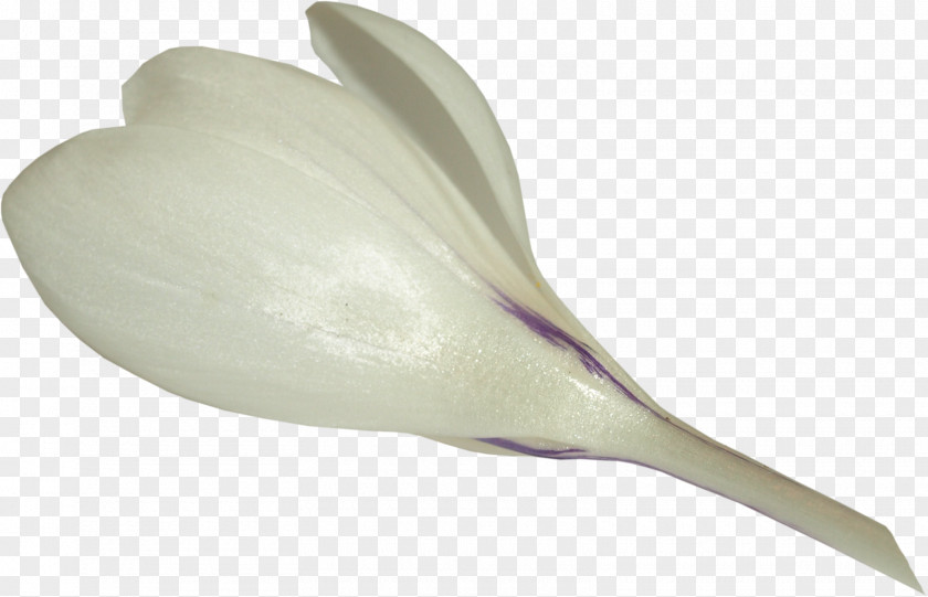 Pin Snowdrop Plant Crocus Flower Clip Art PNG