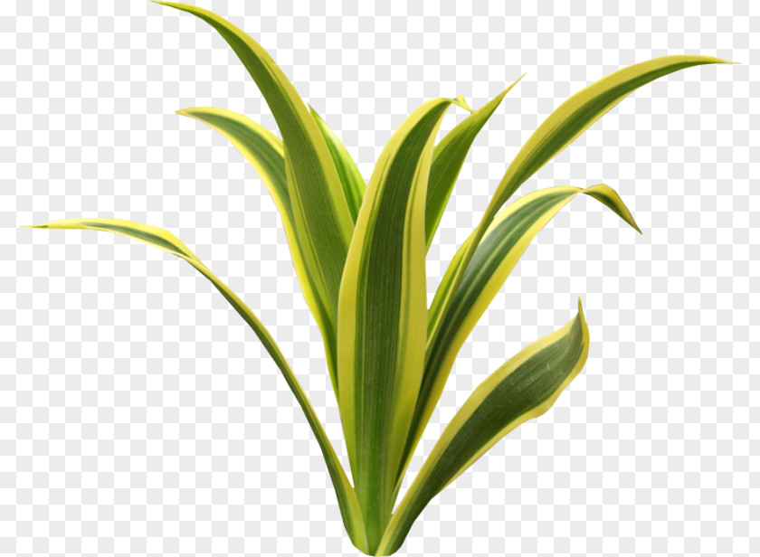 Seagrass Aquatic Plants Green PNG