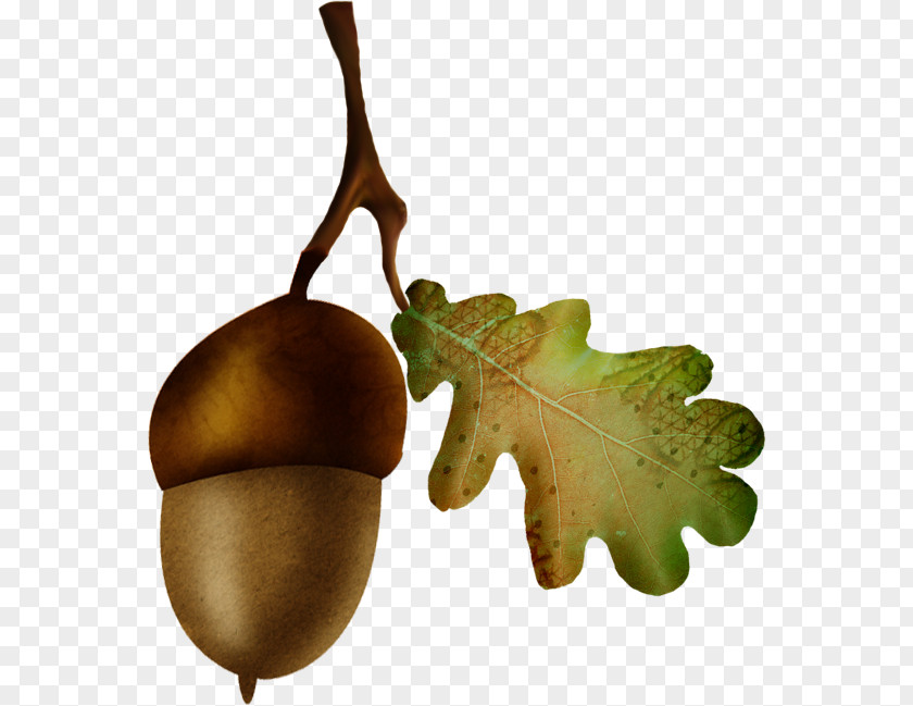 Acorn Oak Nut Fruit PNG