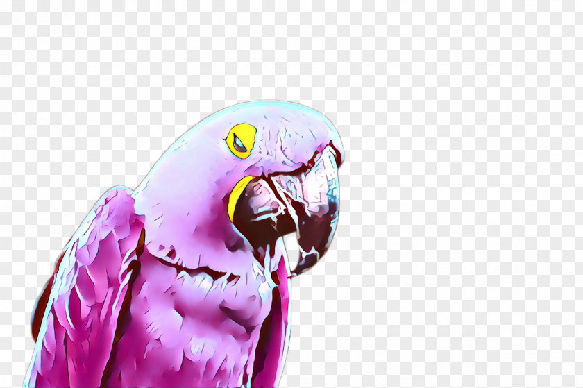 Beak Budgie Parakeet Bird Parrot Macaw PNG