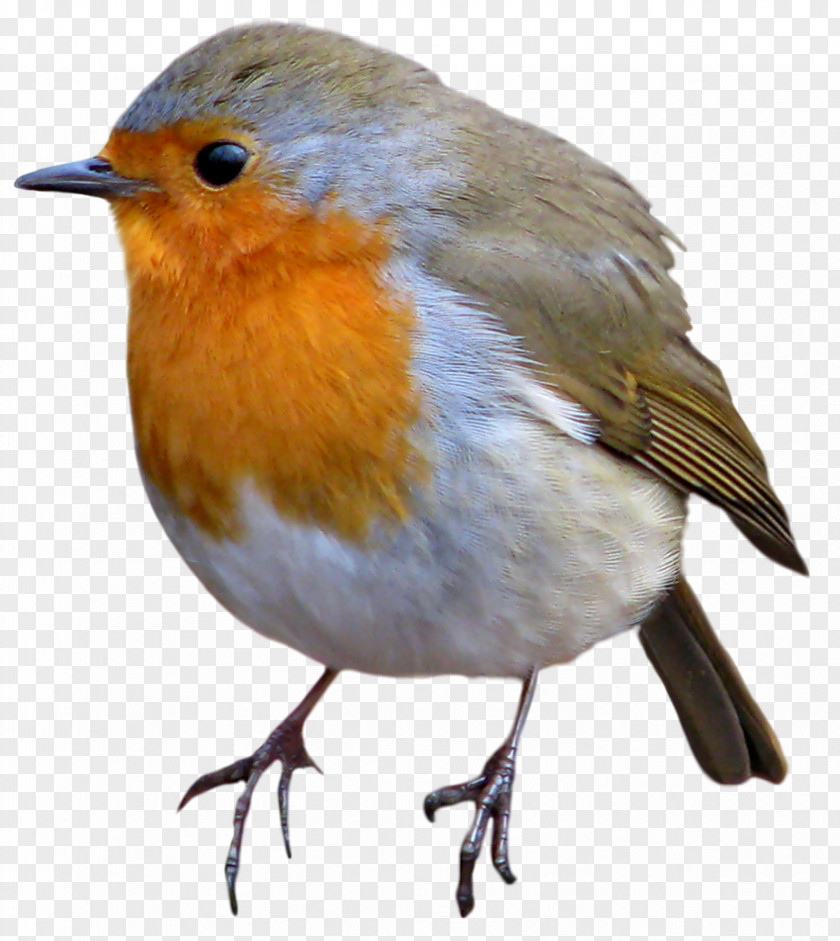 Haircut European Robin Bird American PNG