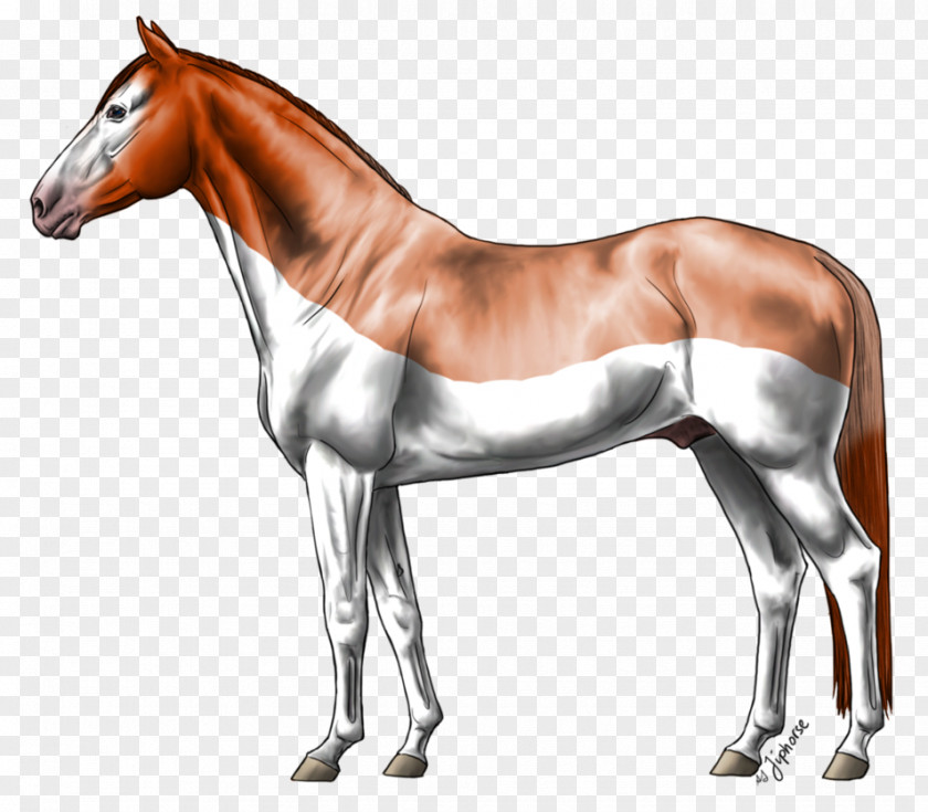 Strawberry Splash Arabian Horse Foal Mustang Pony Stallion PNG
