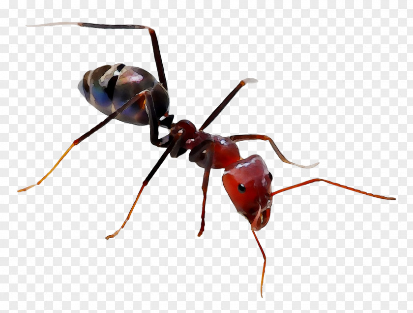 The Ants Meat Ant Hymenopterans Carpenter PNG