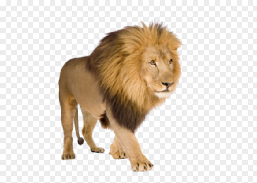 Walking Lion Download Clip Art PNG