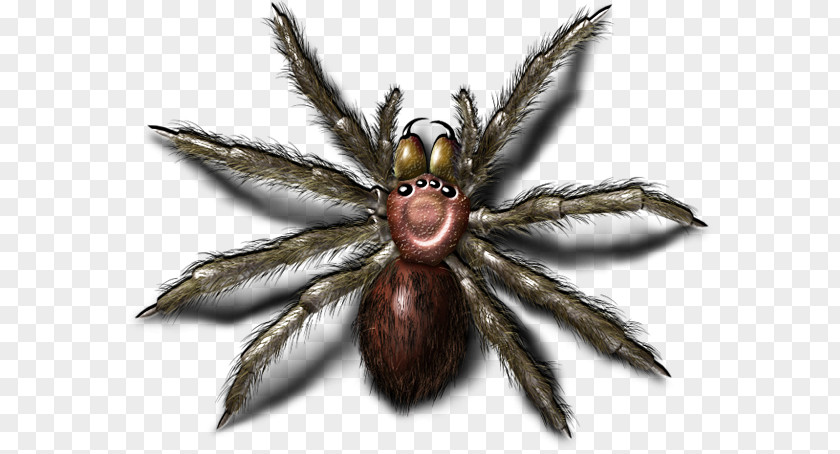 Bugs Image Wolf Spider PNG