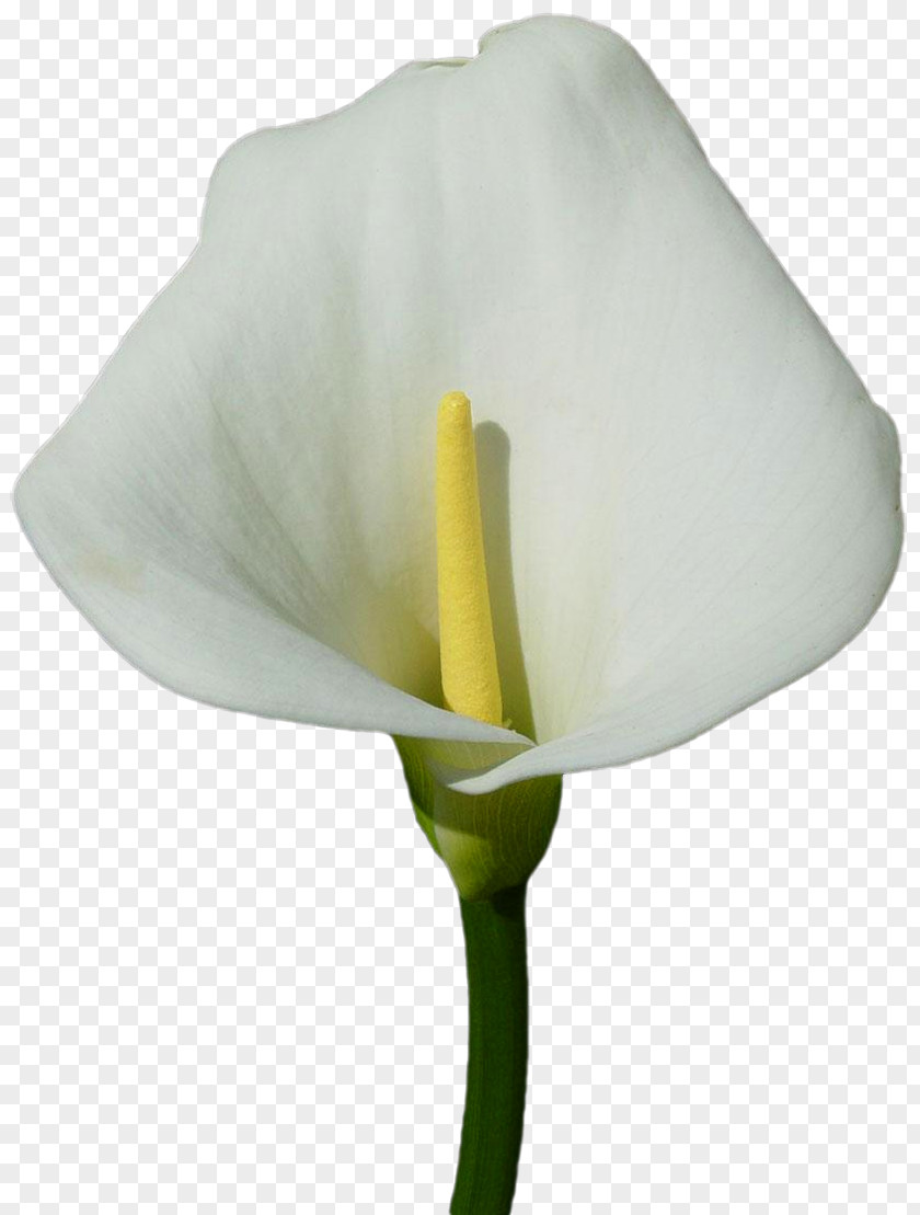 Callalily Arum-lily Lilium Flower Clip Art PNG