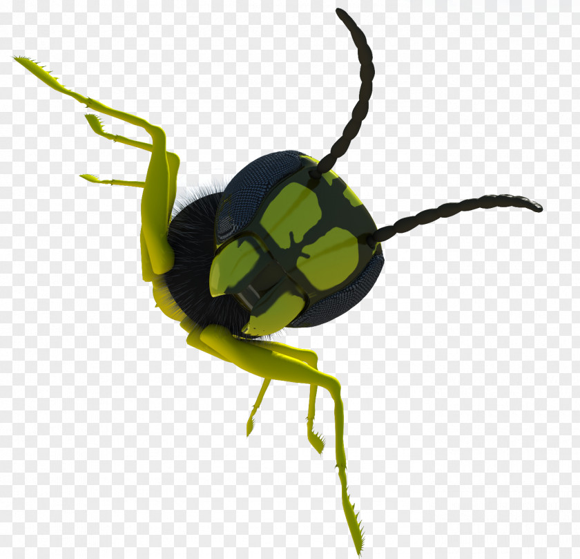 Green Beetle Weevil Download PNG