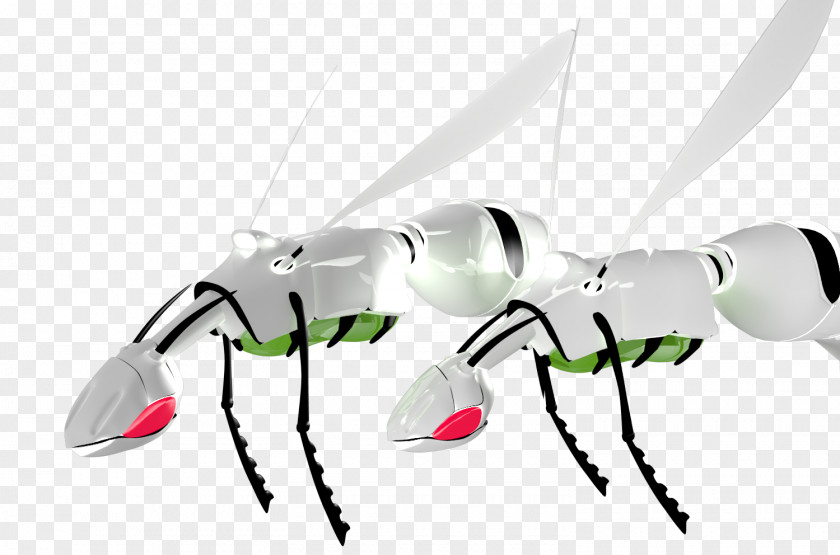 Insect Decapoda Clip Art PNG