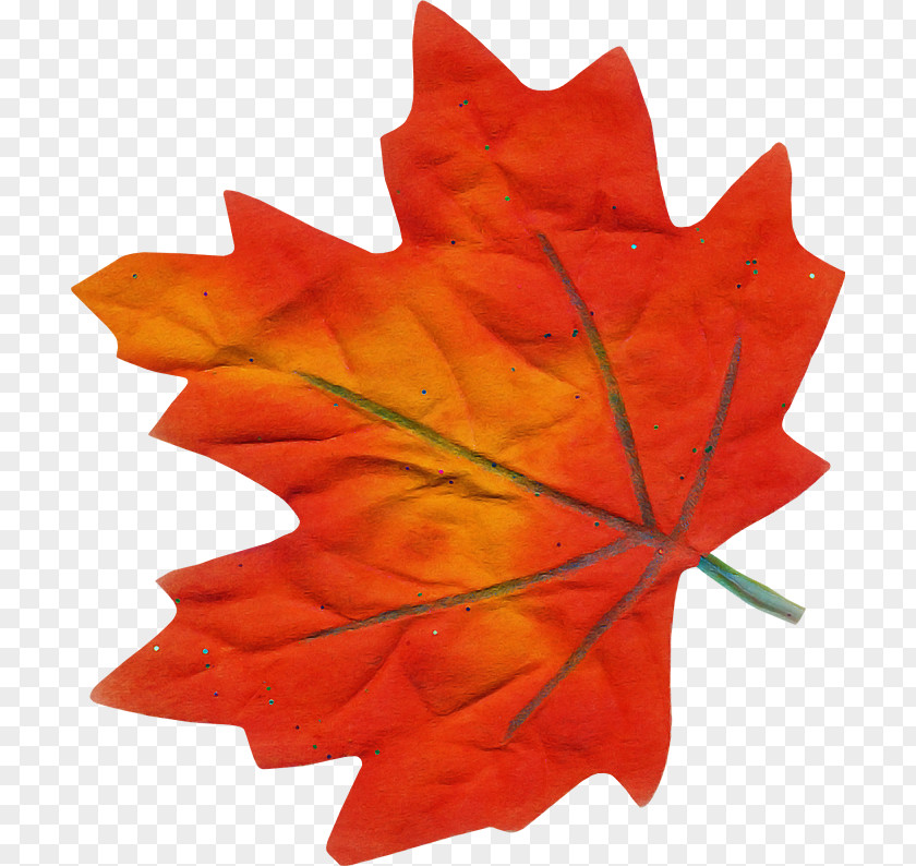 Maple Leaf PNG