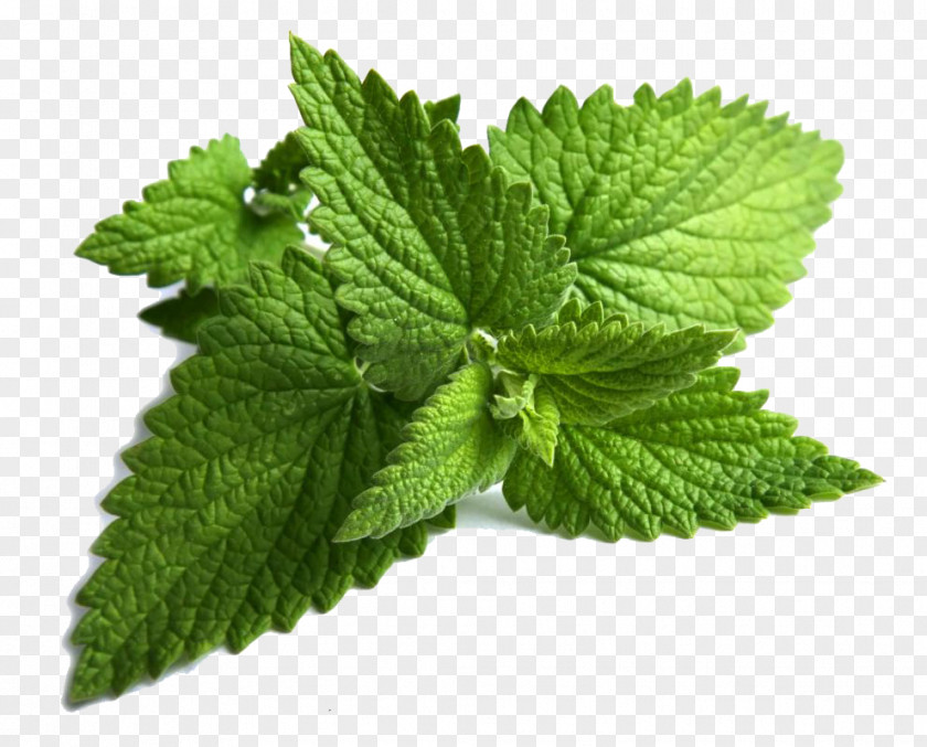 Mint Clipart Mentha Spicata Peppermint Maghrebi Tea Longifolia PNG