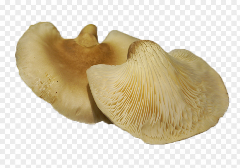 Mushroom Pleurotus Eryngii Oyster Edible Fungiculture PNG