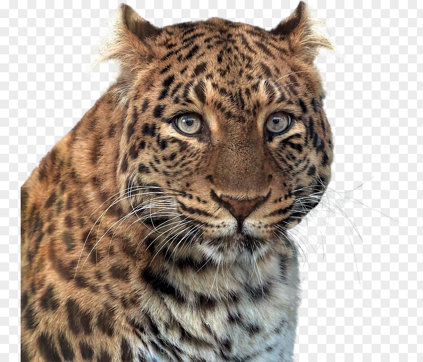 Panther Animal Tiger Larkspur Elementary School Leopard Black PNG