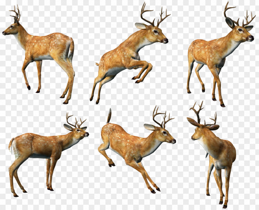 3D Deers Collection Clipart Reindeer Elk White-tailed Deer Musk PNG