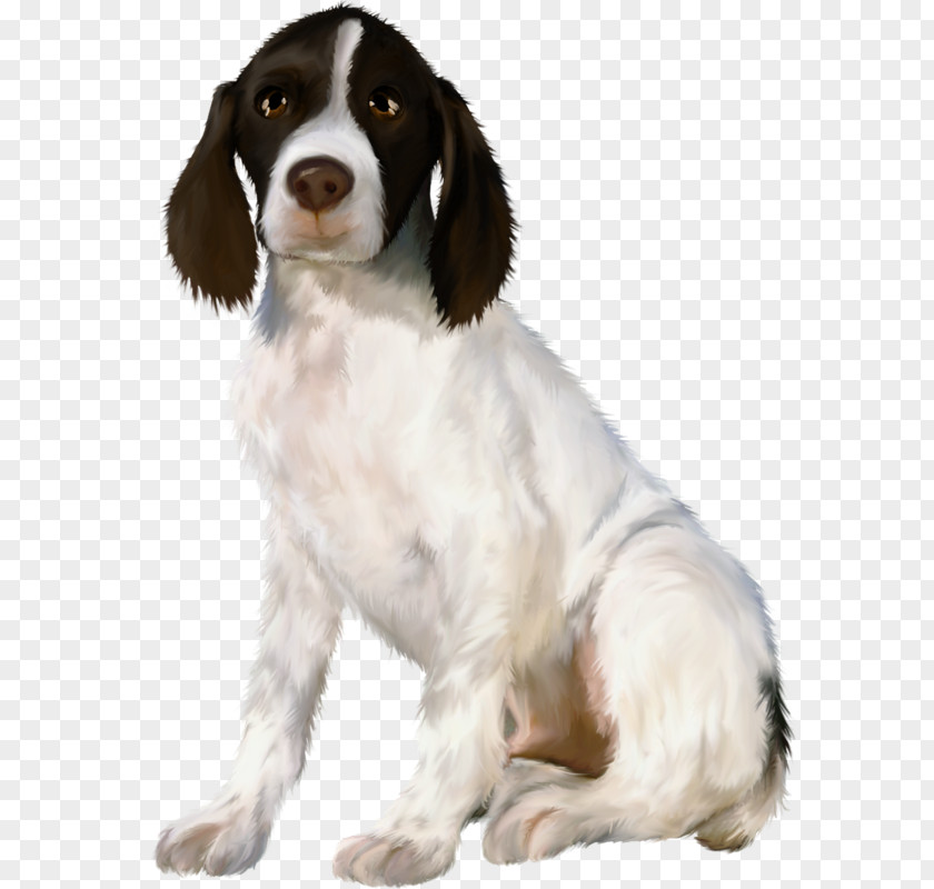 A Puppy Drentse Patrijshond Welsh Springer Spaniel English French Russian PNG