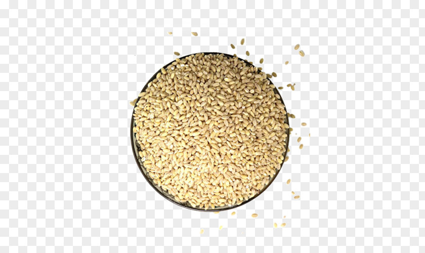 Barley Cereal Germ Rice PNG