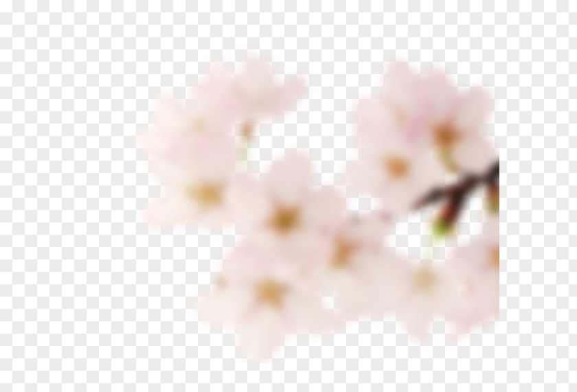 Cherry Blossom ST.AU.150 MIN.V.UNC.NR AD Close-up Pink M PNG