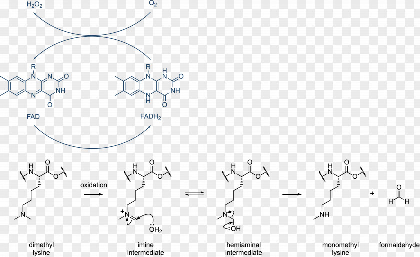 Histone Methylation Demethylation Acetylation And Deacetylation PNG