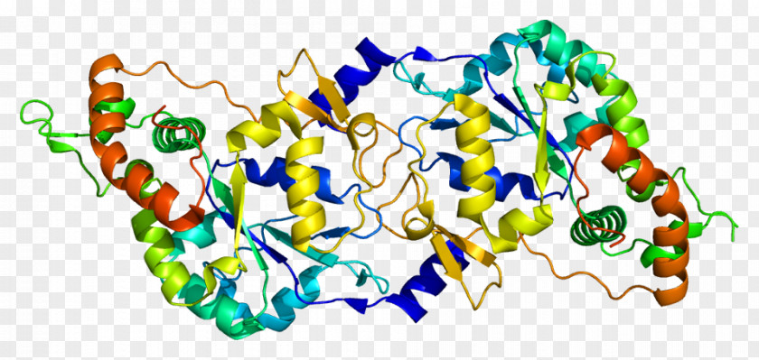 HS3ST3A1 Sulfotransferase Enzyme Gene HS3ST3B1 PNG