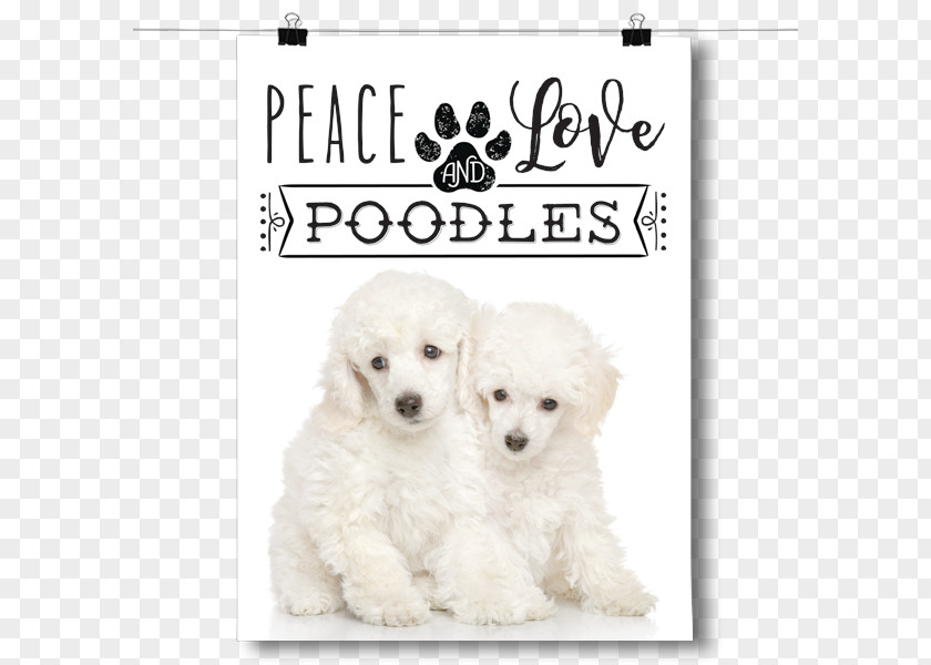 Poodle Dog Miniature Toy Maltese Puppy PNG